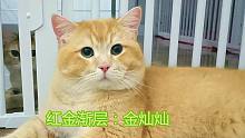 漂亮小帅猫跟猫爸学坏了，没事就和老爸一起与隔壁母猫交流感情