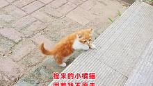 捡来的小橘猫围着我转不愿离开，瘦小身材的它竟养成一身的好习惯