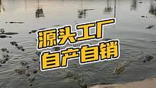 源头工厂自产自销#鳄珍 