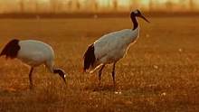 丹顶鹤夫妻能否顺利度过难关
