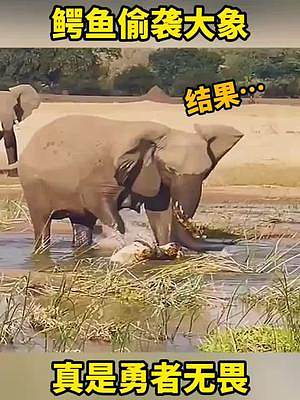鳄鱼偷袭大象，真是勇者无畏#搞笑配音 #搞笑视频 