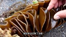 纹铭赶海：退潮后发现海带竟然都被内卷了，赶海现在有这么难吗？