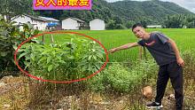 农村这种植物很受女性朋友欢迎，很多年轻人没吃过，你吃过吗？