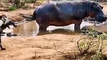 河马一招漫天飞翔镇住了野狗群，这还怎么掏肛#精彩片段 #动物世界 #神奇动物在抖音 #野生动物零距离