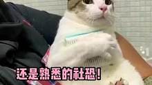 #社恐小猫咪 像极了过年在亲戚家的我