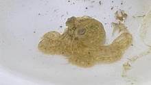大齐赶海，发现一只可爱的小章鱼躲在贝壳里，带回家养一下吧  #乡村守护人  #赶海寻宝团 