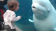 #白鲸有多爱吓唬小孩     白鲸，吓唬吓唬这些直立两脚兽 #可爱 #娱乐评论大赏 