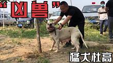 敢和野猪开咬的杜高犬，凶猛好斗却又衷心护主，看家护院没人敢惹