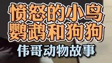 是什么让鹦鹉变成愤怒的小鸟欺负狗狗呢？#万物皆有灵性 #萌宠 #动物冷知识