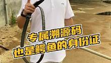专属朔源码也是鳄鱼的身份证#鳄珍 