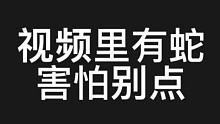 喷气式战斗猪实至名归     所以   猪鼻蛇为什么这么爱喷气啊…