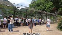 湖北人逛贵阳动物园，发现看熊猫老虎都免费，太羡慕贵州人了！