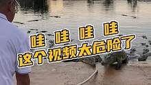 哇哇哇，这个视频太危险了#鳄珍 