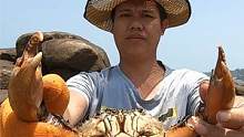 退潮后阿平赶海抓获一只大螃蟹，之后还在珊瑚礁下还抓了海鳗鱼 #赶海