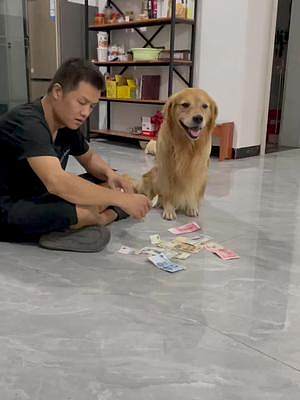 我們家77有沒有800個(gè)心眼，不知道一只狗狗怎么那么愛財(cái) 我都想不明白#金毛