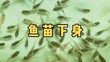 七彩神仙鱼鱼苗下身了，开始了属于它们自己鱼生的新篇章。#七彩神仙鱼繁殖 #观赏鱼 #热带鱼 #七彩神