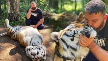 俄罗斯人的老虎真有这么听话？