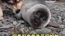 啊啊啊啊小糯米团子也太可爱了叭！！#海豹 #萌宠 #娱乐评论大赏 