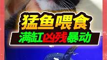 猛鱼缸抢肉再起波澜，一块鸡胸肉不够猛鱼塞牙缝，小香猪欺负猫咪 #萌宠 #招财猫鱼 #萌宠出道计划