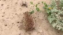#刺猬一只小刺猬偷吃瓜被发现后，顶着西瓜叶子仓皇逃蹿。好可爱呀！！！