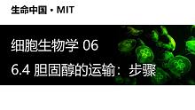 【细胞生物学】6.4 胆固醇的运输：步骤