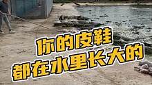 你的皮带都在水里长大#鳄珍 