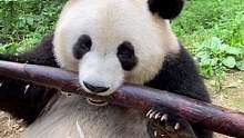 斑竹笋吃的好香#国宝熊猫 #神奇动物在抖音 #熊猫光年