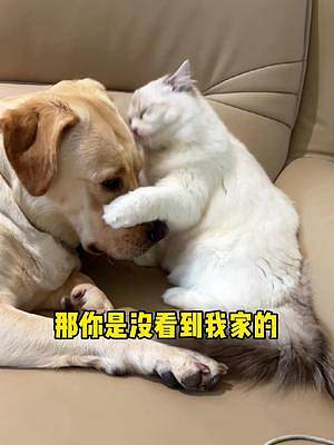 小貓咪跟大黃狗是真的可以愉快玩耍的哦 #動(dòng)物圖鑒 #消毒水 #次氯酸#次氯酸消毒片#寵物消毒