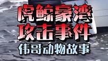 加拿大BC省虎鲸攻击事件，我们从当事人摄像机中还原了整个过程！#虎鲸 #万物皆有灵性 #动物世界