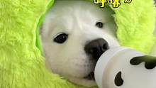 同龄人都有二胎了，而我还在养狗#狗狗 #萨摩耶米泡泡 #抖in萌宠计划 #萌宠 #菜狗米泡泡