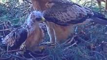 大毛还活得好好的，并没有被苍鹰抓走，最气人的是，它还比以前帅气了（靴隼雕育雏，持续更新中）#靴隼雕#
