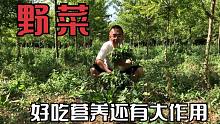 农村路旁的野菜很多，这种野生菠菜一定要认识，好吃还有大作用哦