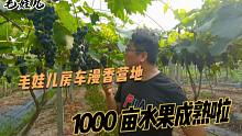 毛娃儿房车漫香营地，1000亩原生态成熟果园，应季水果随便吃