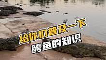 给你们普及一下鳄鱼的知识#鳄珍 