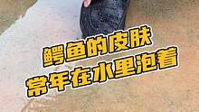 鳄鱼的皮肤常年在水里泡着#鳄珍 