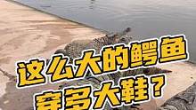 这么大的鳄鱼穿多大鞋？#鳄珍