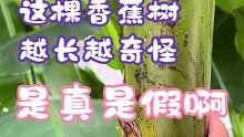 老乡从泰国买的香蕉树越长越不对劲，都说他买到了假货，这到底是啥