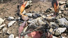 大退潮露出的生蚝桩，底下藏着大量肥美的螃蟹，一个连一个太过瘾