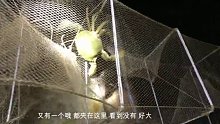 晚上出海起网抓海鲜，一网比一网惊喜，太过瘾了