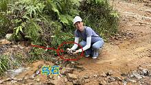路边洗手时发现水沟，石头里有卖300元一公斤乌石，拍给大家看看