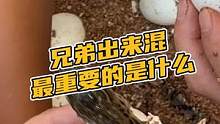 兄弟出来混最重要的是什么吗#鳄珍 