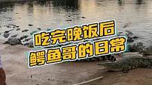 吃完晚饭后鳄鱼哥的日常#鳄珍 
