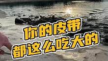 你的皮带都这么吃大的#鳄珍 