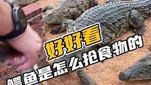 好好看鳄鱼是怎么抢食物的#鳄珍