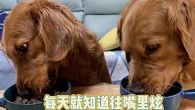 不挑食的狗狗只会埋头苦吃！