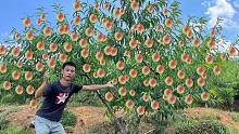越南女远嫁江西，花8000元买800棵果树，第一次挂就赚二十七八万