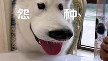 #萌宠大怨种 今天吃个饺子，这个大冤种 哈喇子又抢我饺子，这狗还能要了吗？