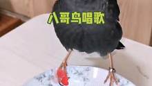 #八哥鸟 #萌宠出道计划 #训鸟高手 