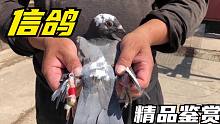 农村信鸽养殖大户，王老师家的极速鸽系芬尼卡五千，懂行的品评下