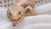 蜥蜴也会犯花痴，蓝舌也爱美女#爬宠 #蜥蜴 #蓝舌石龙子 #奇妙的动物 #白化蓝舌石龙子